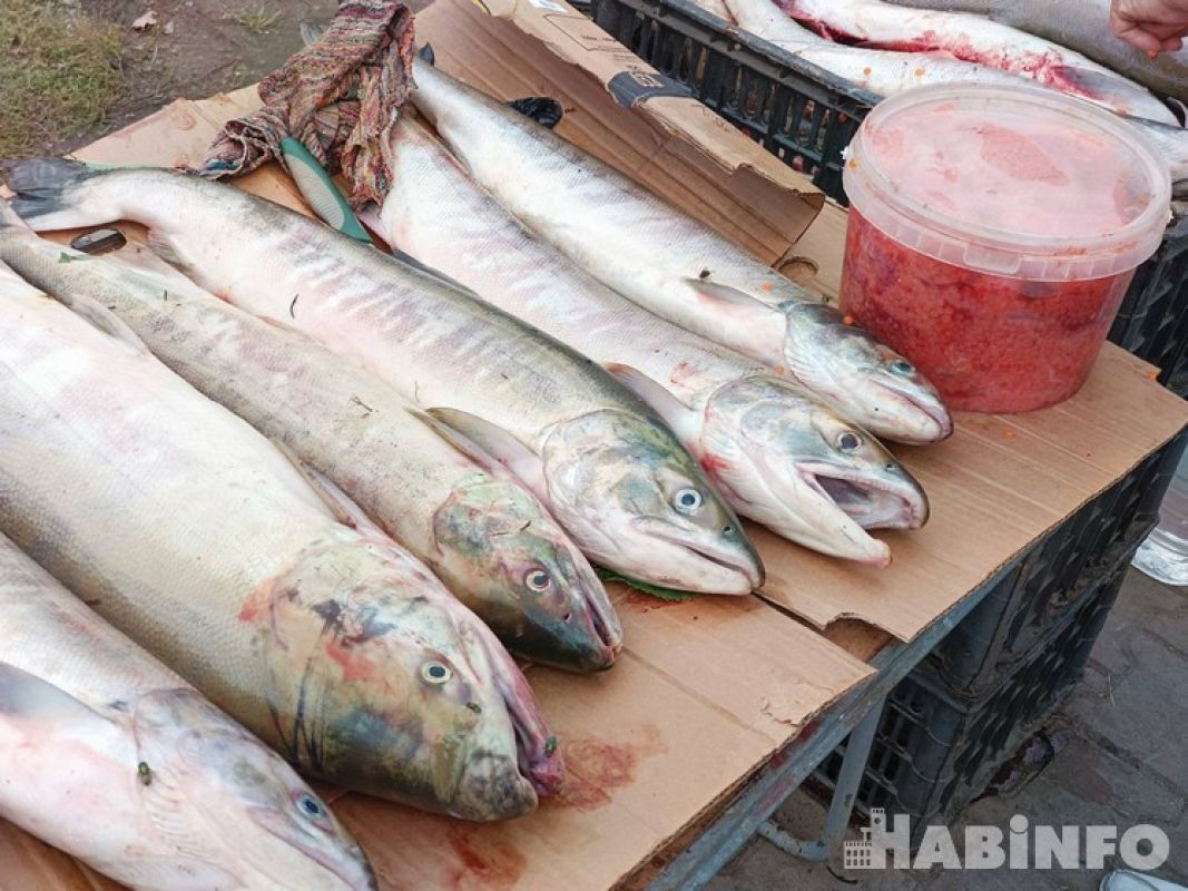 Четыреста тысяч мальков кеты выпустили китайцы в Амур для восстановления популяции