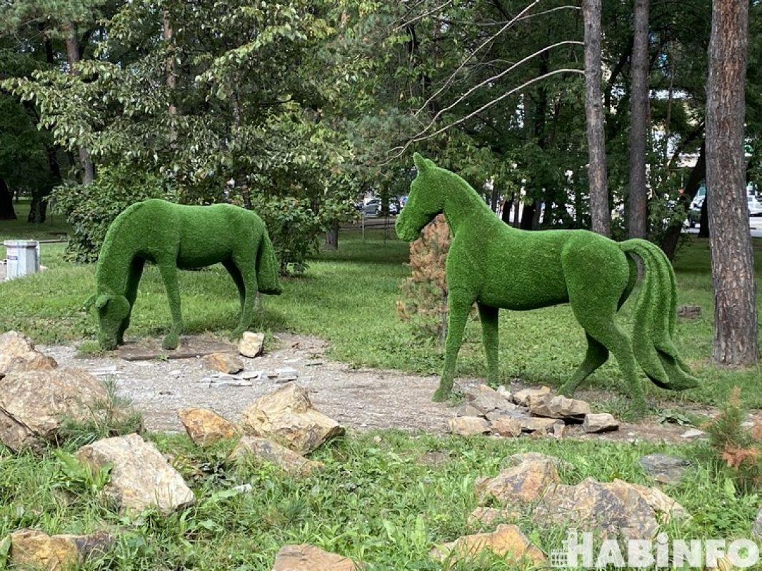 Зачем хабаровчане воруют цветы с городских клумб