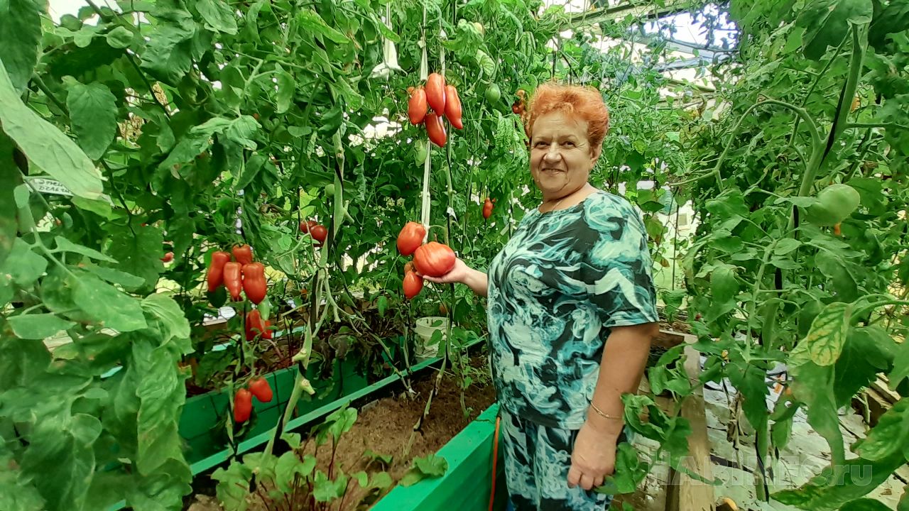 Зачем раздевать помидоры догола?