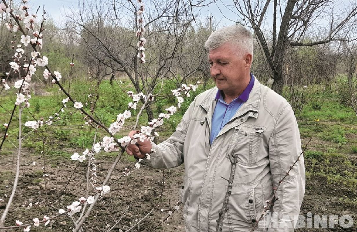 Новый сорт зимостойкой сливы «Мисс Хабаровск»