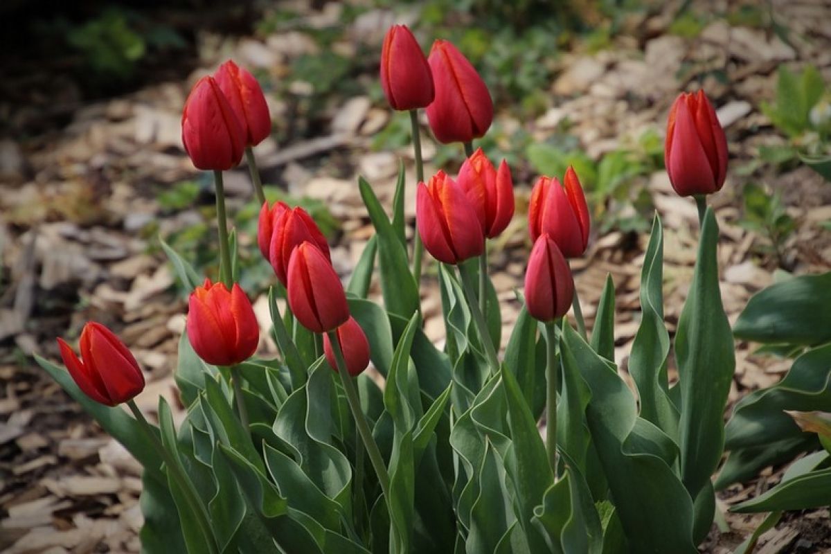 Тюльпаны: как продлить цветение и другие вопросы о цветах
