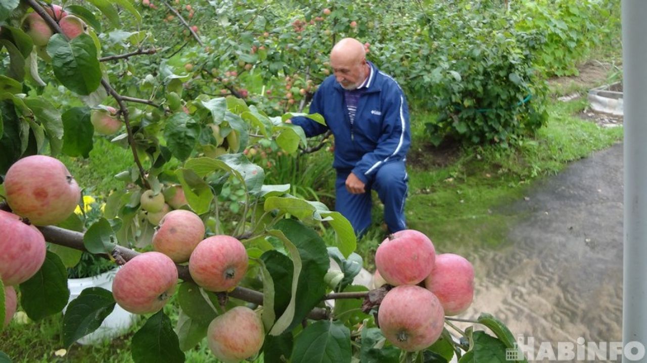 Любительский сад Юрия Стахнёва