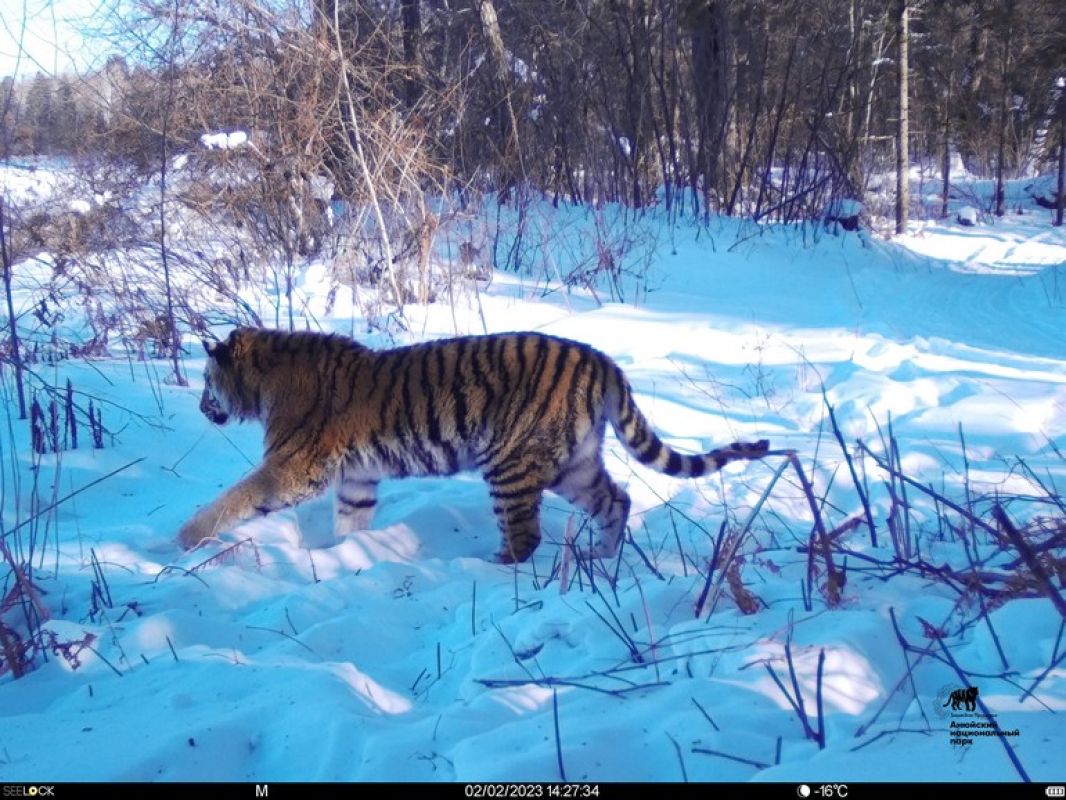 Как хабаровские ветеринары приняли участие в спасении юного тигра